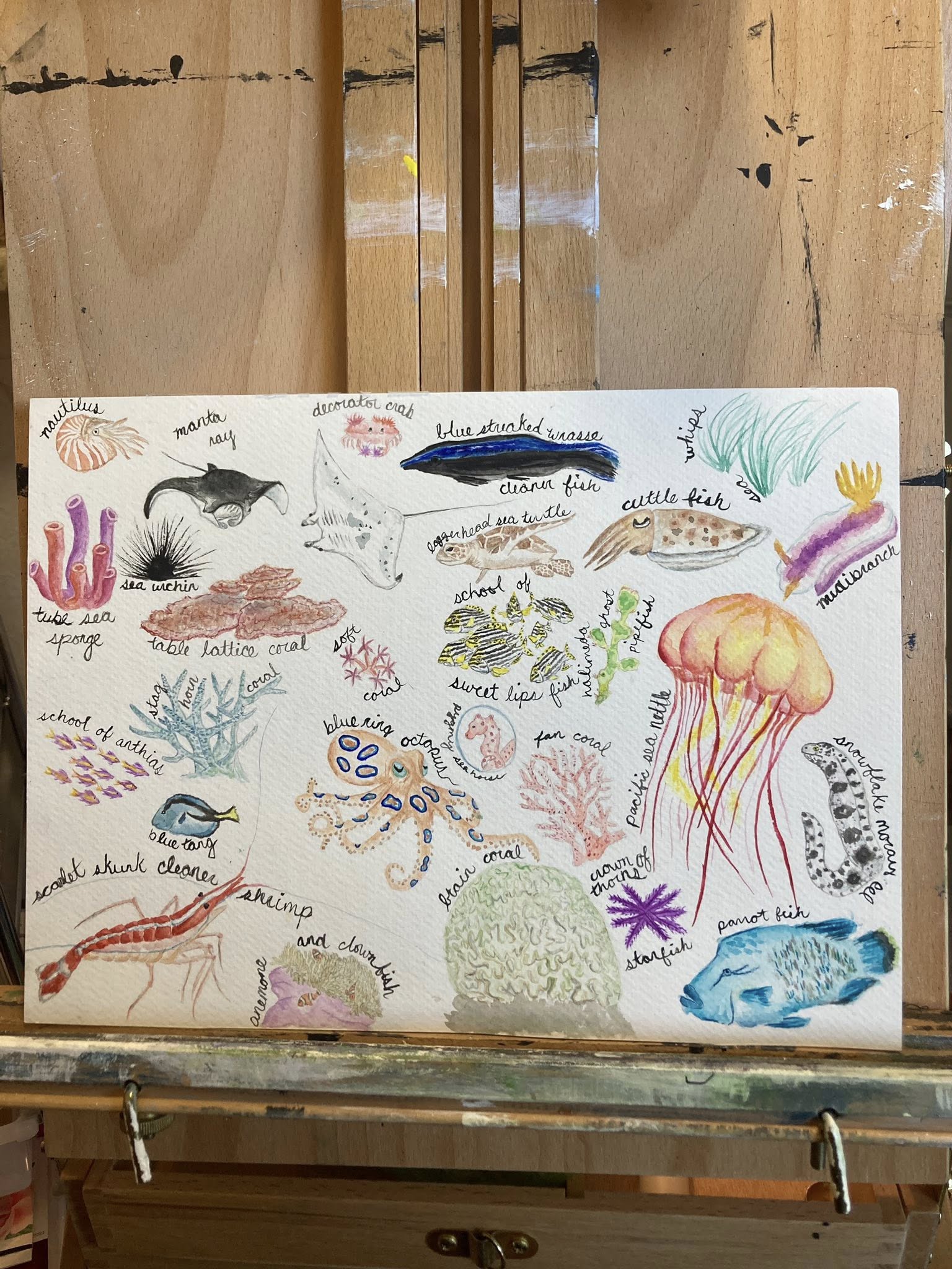 Crazy Critters from the Coral Reef