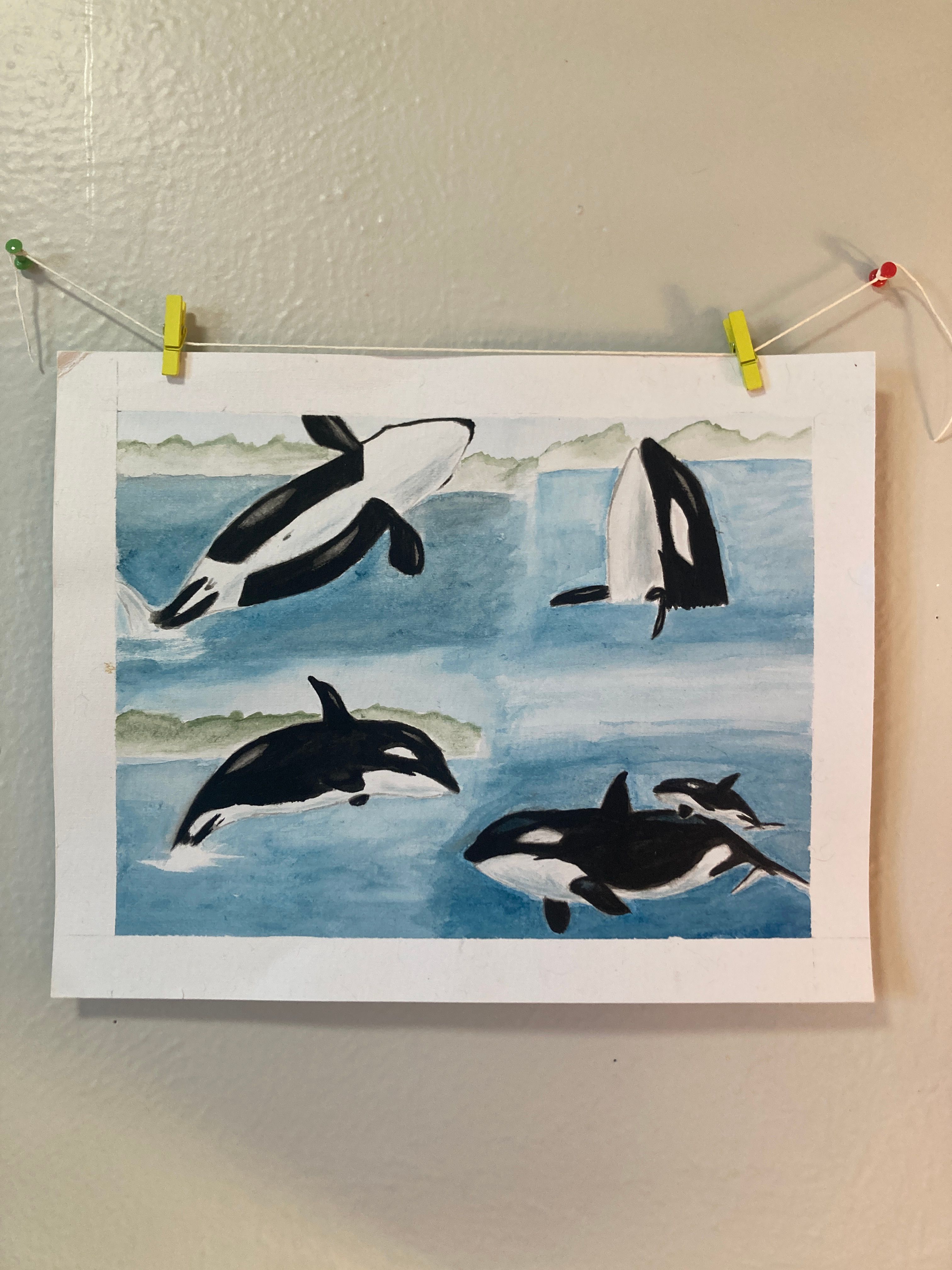 Orca Study